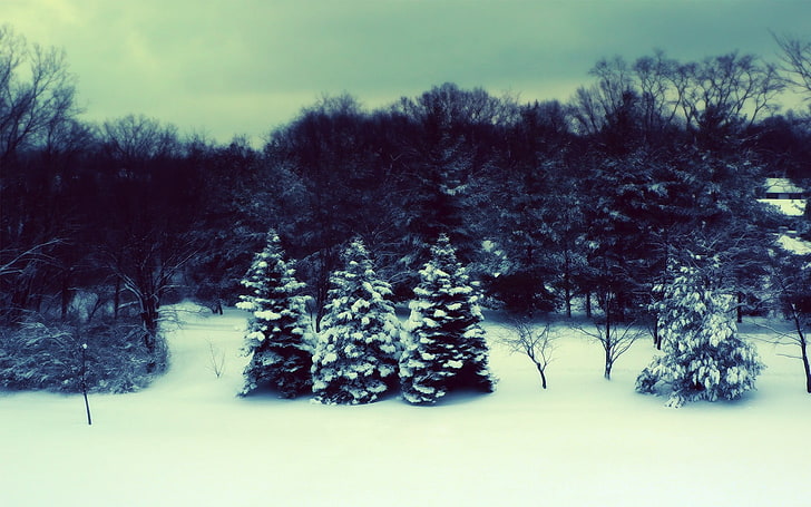 inverno, paisagem, árvores, floresta, neve, HD papel de parede