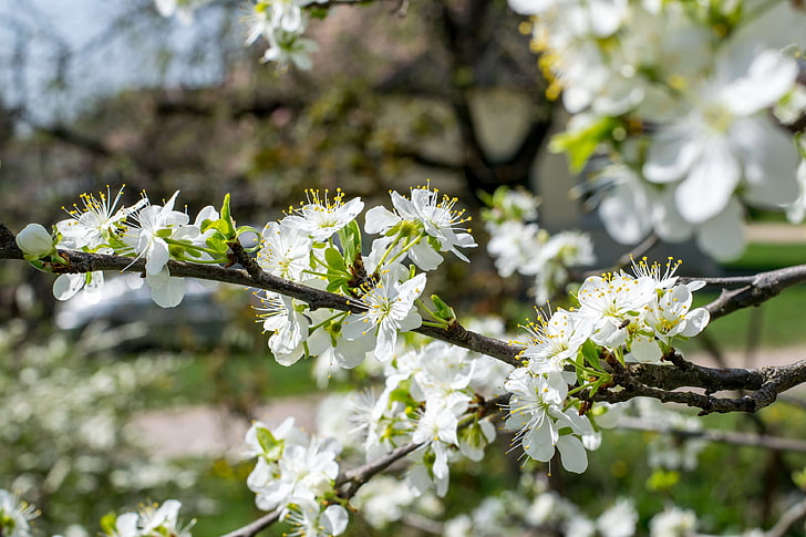 flor de cerezo, flores, naturaleza, flor de ciruelo, flor de ciruela, primavera, Fondo de pantalla HD