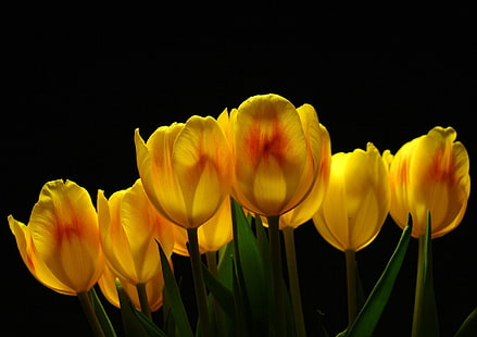 yellow-and-red tulip flowers, tulips, flowers, yellow, background, light, HD wallpaper HD wallpaper