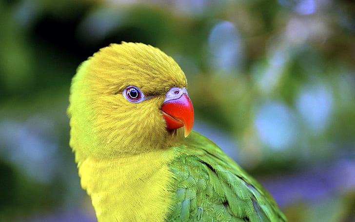 นกแก้วอเมซอนหัวเหลืองนกแก้วสีเขียวและสีเหลืองสัตว์ 1920x1200 นกนกแก้ว, วอลล์เปเปอร์ HD