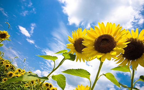 Sonnenblumenfeld Hintergrund 2560 × 1600 (3), HD-Hintergrundbild HD wallpaper