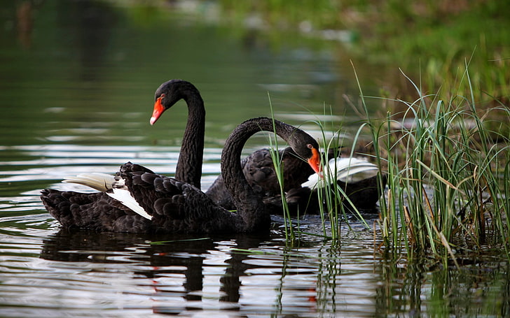 two black and white birds, swan, birds, reeds, ripples, animals, HD wallpaper
