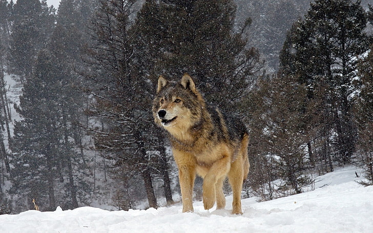 自然、動物、オオカミ、雪、冬、木、森、 HDデスクトップの壁紙