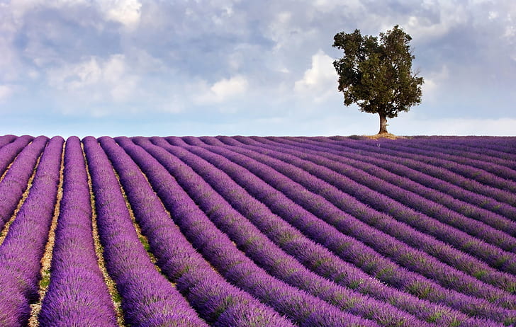 Lavender backgrounds HD wallpapers free download | Wallpaperbetter