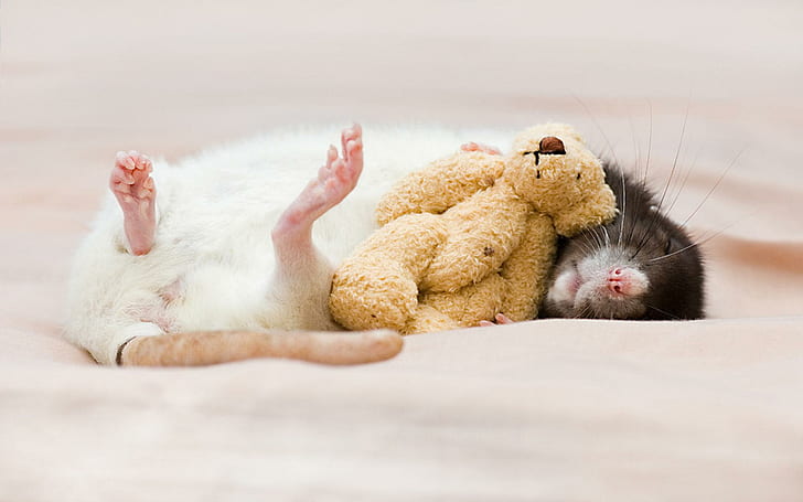 Rat, white and black coated rat, sleep, the toy, bear, animals, HD wallpaper