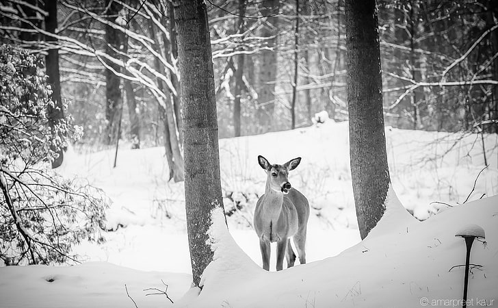 Interesting Encounters, brown deer, Black and White, Nature, Winter, White, Black, Wild, Trees, Forest, Cold, Deer, Canada, Animal, Snow, ontario, wildlife, Mississauga, HD wallpaper