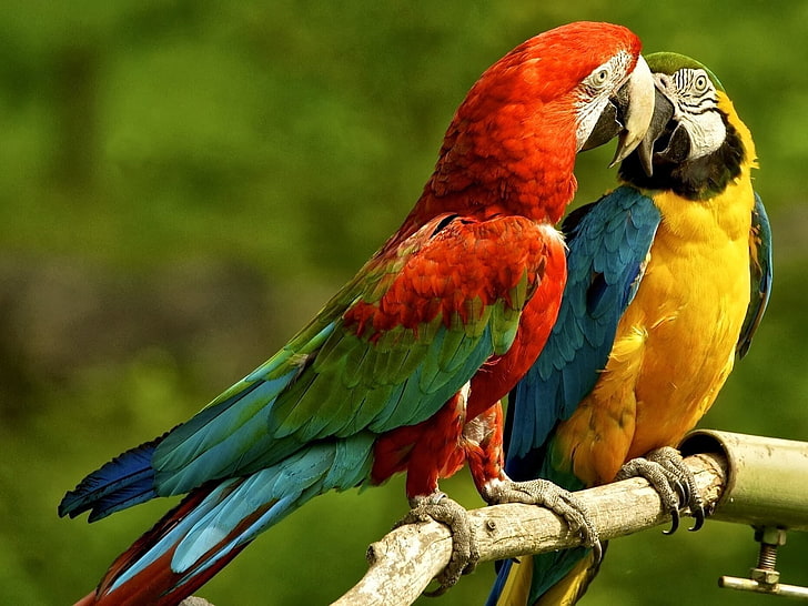 macaws, birds, parrot, wildlife, animals, HD wallpaper