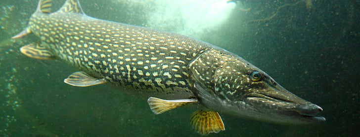ปลาปลาตกปลาหอกกีฬาใต้น้ำน้ำ, วอลล์เปเปอร์ HD