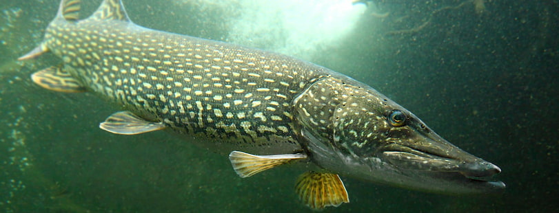 ปลาปลาตกปลาหอกกีฬาใต้น้ำน้ำ, วอลล์เปเปอร์ HD HD wallpaper