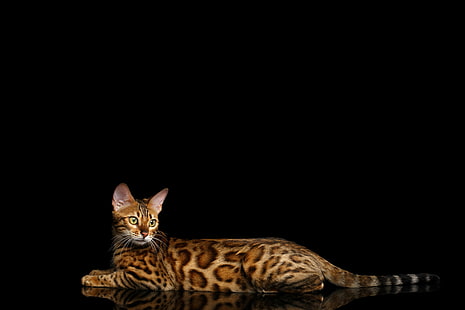 قطة البنغال، خلفية HD HD wallpaper