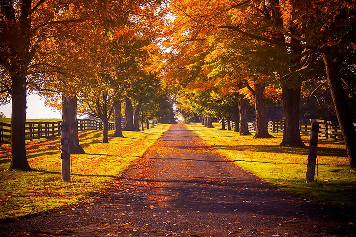 Природа, красочные, осень, коричневые и зеленые листья деревьев, дорога, лес, деревья, листья, красочные, осень, цвета, прогулка, осень, природа, путь, парк, HD обои