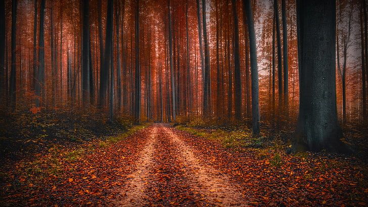 forêt, bois, chemin de terre, automne, à feuilles caduques, sentier, feuilles rouges, arbre, chemin forestier, bois, bois, Fond d'écran HD