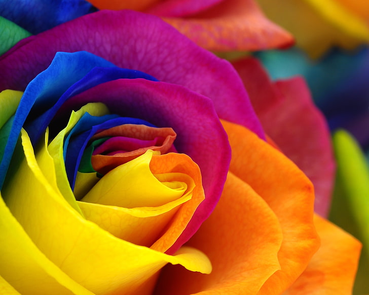 multicolored flower, flowers, roses, rose, flower, colorful petals, HD wallpaper