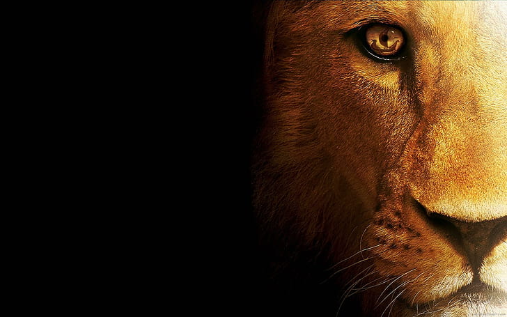 Graficzna głowa lwa, brązowy lew, lew, zwierzę, grafika, Tapety HD