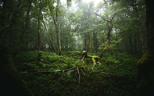 przyroda, las, zieleń, liście, korzenie, mgła, głęboki las, mech, drzewa, Tapety HD HD wallpaper
