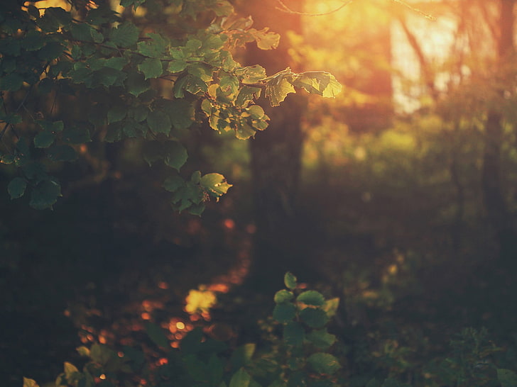 zielona roślina liściasta, zdjęcie lasu podczas złotej godziny, światło słoneczne, rośliny, liście, bokeh, natura, Tapety HD