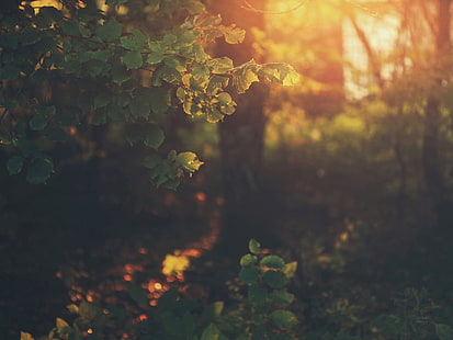 grünblättrige Pflanze, Foto des Waldes während der goldenen Stunde, Sonnenlicht, Pflanzen, Blätter, Bokeh, Natur, HD-Hintergrundbild HD wallpaper