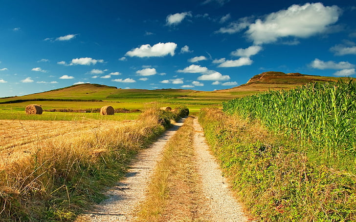 الحقل الأخضر ، الطريق ، الحقول ، التبن ، الذرة ، الصيف ، المحاصيل ، الغيوم ، بشكل واضح، خلفية HD