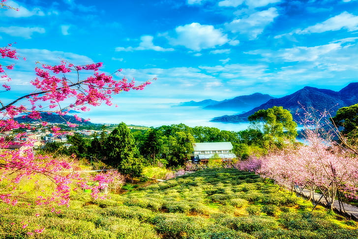 Тайван, Китай пейзаж, Тайван, Китай, пролет, череша, дървета, цветя, зеленина, планини, облаци, небе, пейзаж, HD тапет