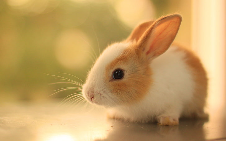 Kaninchen, Natur, HD-Hintergrundbild