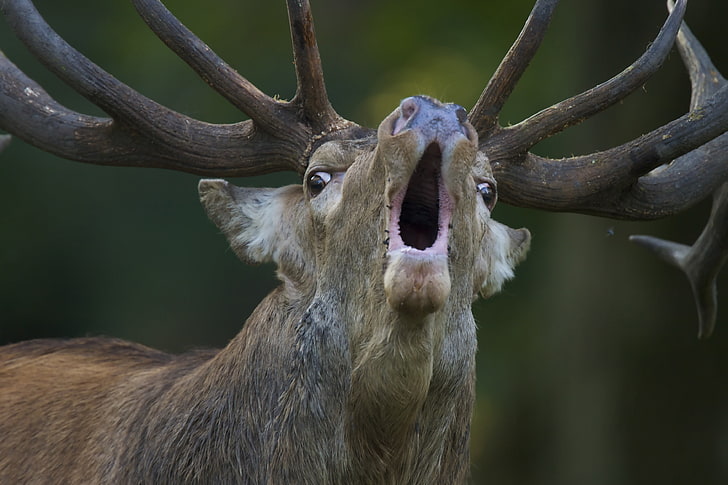 animals, Antlers, Deer, Depth Of Field, fur, Muzzles, nature, Open Mouth, HD wallpaper
