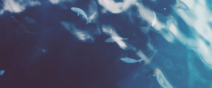 shoal of fish, ultrawide, HD wallpaper