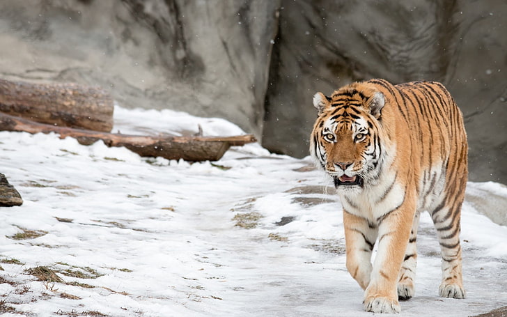 tiger, animals, snow, winter, nature, HD wallpaper