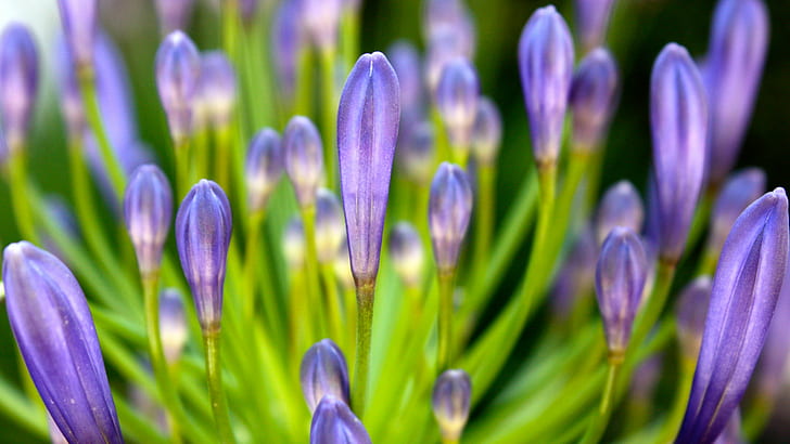 Purple 1080p Flower HD, flor, flores, púrpura, 1080p, Fondo de pantalla HD