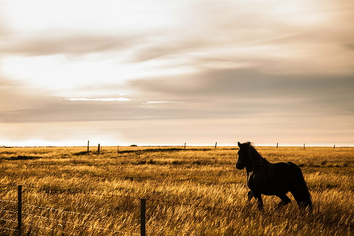 silhouette photo of horse on grass field, libre, silhouette, photo, horse, grass, field, iceland, horses, equestrian, icelandair, reykjavik, ig, equine, pony, icelandic, horseriding, dressage, nature, farm, rural Scene, sunset, outdoors, agriculture, animal, landscape, meadow, pasture, sky, summer, cloud - Sky, ranch, grazing, sunlight, beauty In Nature, non-Urban Scene, livestock, mammal, scenics, HD wallpaper