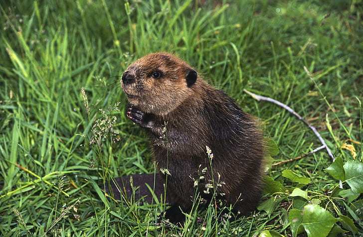 beaver, castor, rodent, HD wallpaper