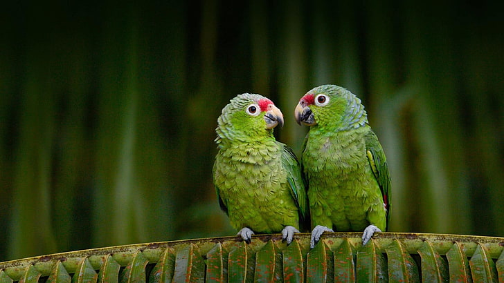 parrot, parrots, birds, bird, animals, cute, couple, HD wallpaper