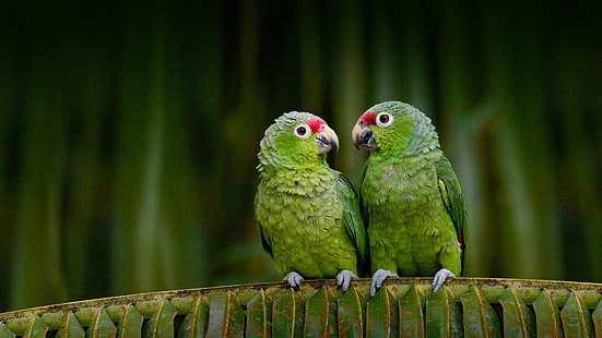 papegoja, papegojor, fåglar, fågel, djur, söt, par, HD tapet HD wallpaper