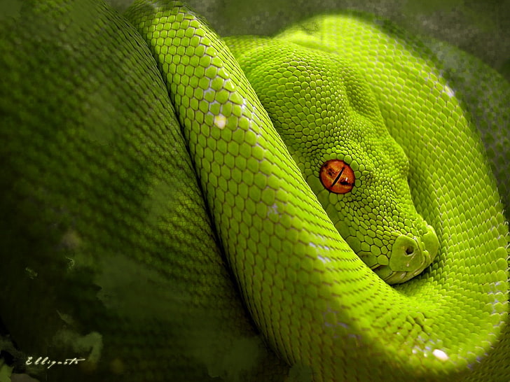 Snake, python, nature, HD wallpaper | Wallpaperbetter