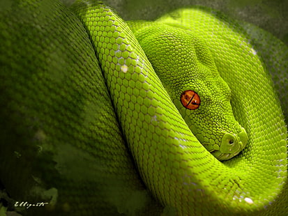 animals, snake, reptiles, python, HD wallpaper HD wallpaper
