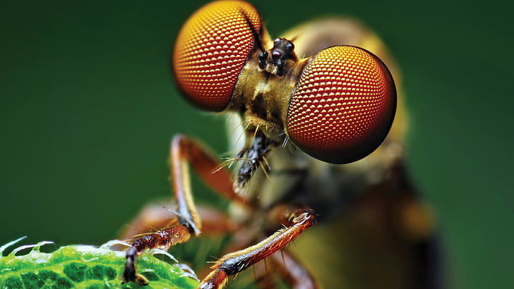 macro photography of mosquito, Fly, eye, macro, HD wallpaper