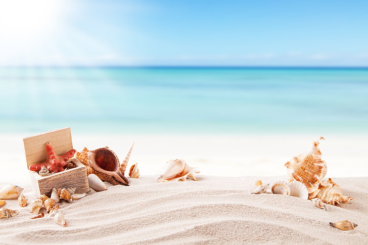 푸른 바다, 모래, 바다, 해변, 여름, 태양, 껍질, 휴가, 불가사리, 조개 근처 하얀 모래에 갈색과 흰색 조개, HD 배경 화면