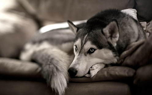 Siberian husky, pies, zwierzęta, ssaki, Tapety HD HD wallpaper