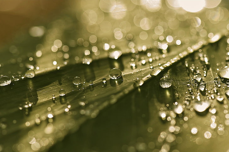 droplets of water, green leaf with water dew, leaves, water drops, macro, sunlight, HD wallpaper