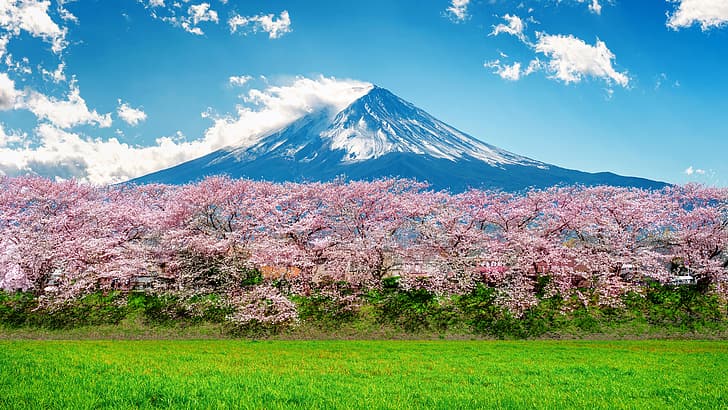 ciliegio, primavera, Giappone, Sakura, fioritura, monte Fuji, paesaggio, rosa, fiore, montagna, Fuji, Sfondo HD