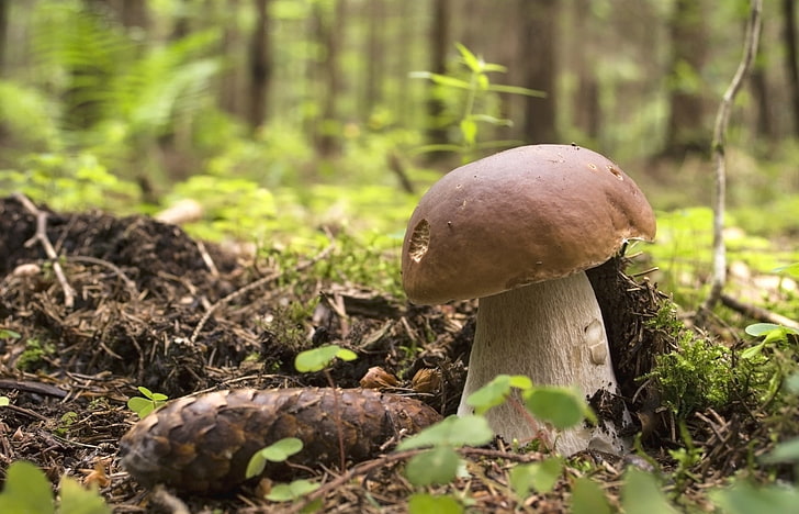 коричневый и белый гриб, лес, гриб, мох, шишка, боровик, HD обои