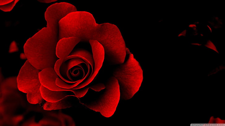 flor rosa vermelha, rosa, flores vermelhas, flores, HD papel de parede
