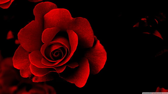 röd ros blomma, ros, röda blommor, blommor, HD tapet HD wallpaper