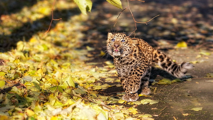 brown and black leopard cub, leaves, fall, leopard, kitten, HD wallpaper