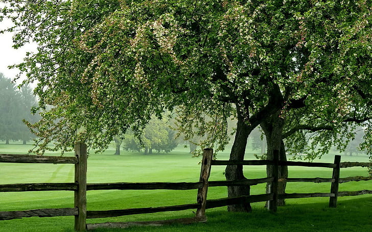 Green Meadow Tree Fence, summer, nature, green, meadow, tree, fence, HD wallpaper