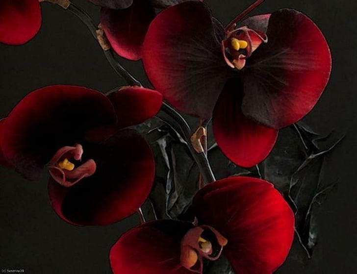бордовая орхидея, бордовая, черная, орхидея, красота, цветы, HD обои