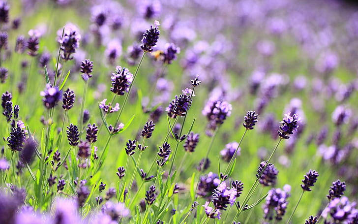 Bunga ungu lavender, bidang, padang rumput, close-up kabur, bunga lavender, lavender, ungu, bunga, bidang, padang rumput, kabur, Wallpaper HD