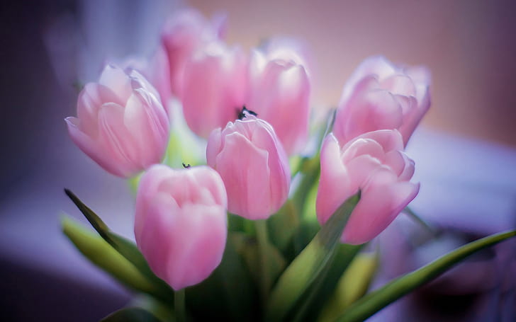 Pink tulips, bouquet flowers, blur background, Pink, Tulips, Bouquet, Flowers, Blur, Background, HD wallpaper