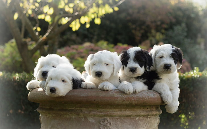 Dogs, Old English Sheepdog, Dog, Puppy, HD wallpaper