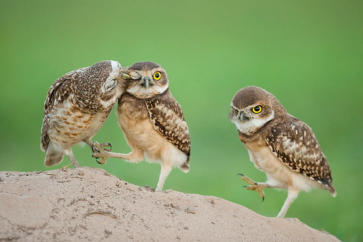 three brown owls, eyes, Chicks, owlets, HD wallpaper