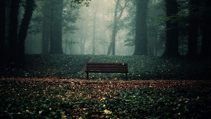 коричневая деревянная ременная скамейка, лес, скамейка, листья, деревья, осень, HD обои